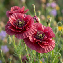 Papaver Rhoeas Pandora Seeds – Silk Poppy Blooms