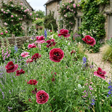 Papaver Rhoeas Pandora Seeds – Silk Poppy Blooms