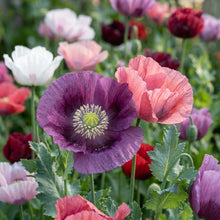 Papaver Somniferum Seeds for Planting - Garden Poppy Mix