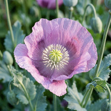 Papaver Somniferum Maanzaad Seeds for Planting - Dutch Poppy Flowers