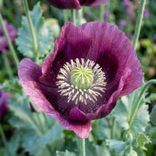 Poppy Papaver Somniferum Lauren's Grape Flower Seeds for Planting