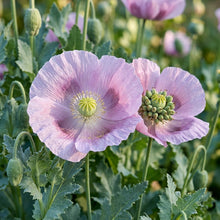 Papaver Somniferum Hens and Chickens Seeds for Planting