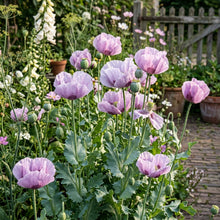Papaver Somniferum Maanzaad Seeds for Planting - Dutch Poppy Flowers