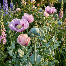 Papaver Somniferum Hens and Chickens Seeds for Planting