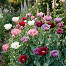 Papaver Somniferum Seeds for Planting - Garden Poppy Mix