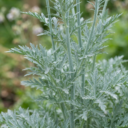 Papaver Hungarian Blue Poppy Seeds for Planting
