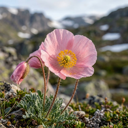 Papaver Radicatum Rosea Flower Seeds For Planting