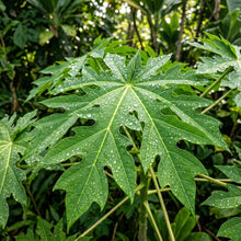 Kapoho Solo Papaya Seeds for Planting