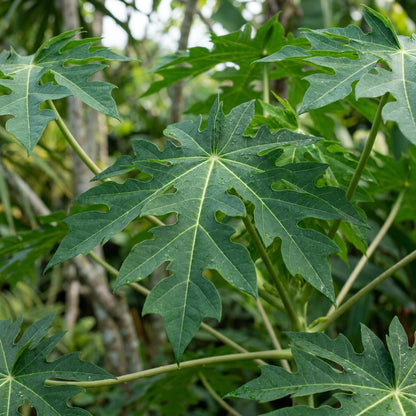 Eksotika Papaya Seeds for Planting