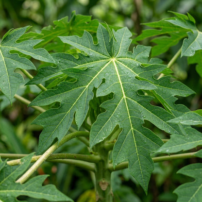 Maradol Papaya Seeds for Planting