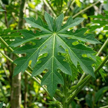 Red Lady Papaya Seeds for Planting
