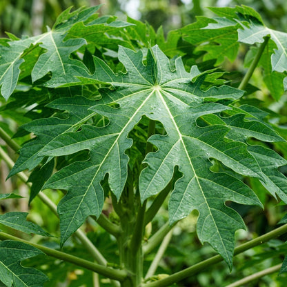 Caribbean Red Papaya Seeds for Planting – Sweet Juicy Tropical Fruit