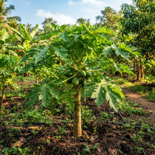 Pusa Dwarf Papaya Seeds for Planting