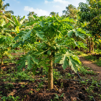 Pusa Dwarf Papaya Seeds for Planting