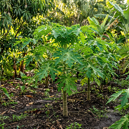Florida Red Papaya Seeds for Planting