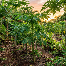 Sunset Papaya Seeds for Planting