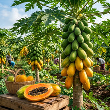 Pusa Nanha Papaya Seeds for Planting