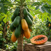 Dwarf Cylindrical Papaya Seeds for Planting