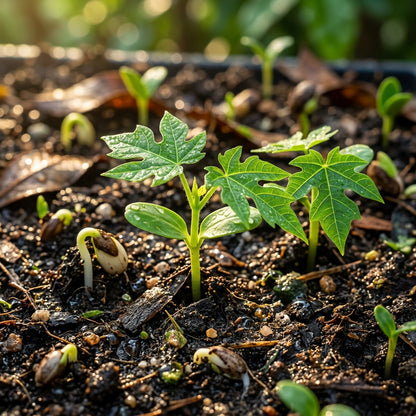 Sunset Papaya Seeds for Planting