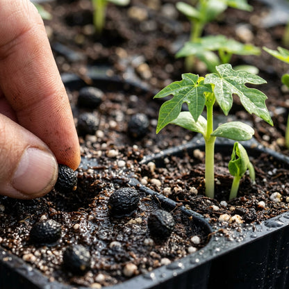 Sunrise Papaya Seeds for Planting