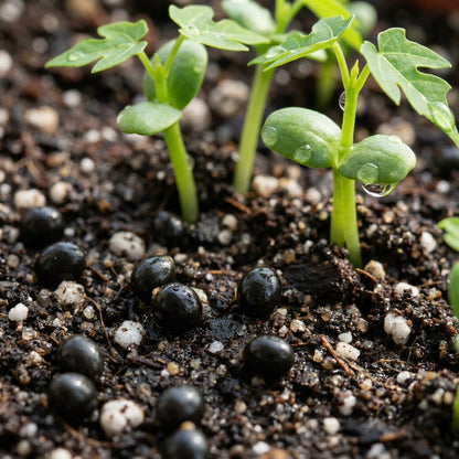 Yellow Papaya Seeds for Planting