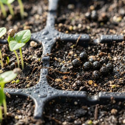 Pusa Delicious Papaya Seeds for Planting