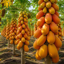 Red Heart Papaya Seeds for Tropical Fruit Garden Planting