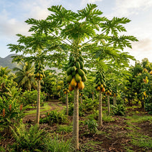 Caribbean Red Papaya Seeds for Planting – Sweet Juicy Tropical Fruit