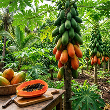 Red Lady Papaya Seeds for Planting