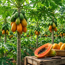 Maradol Papaya Seeds for Planting