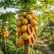 Pusa Dwarf Papaya Seeds for Planting