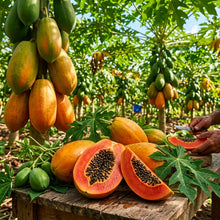 Caribbean Red Papaya Seeds for Planting – Sweet Juicy Tropical Fruit