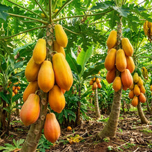 Mixed Papaya Seeds for Planting