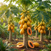 Solo Papaya Seeds for Planting