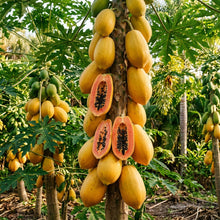 Florida Red Papaya Seeds for Planting
