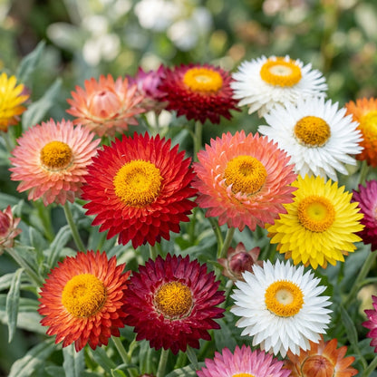 Paper Flower Mix Helichrysum Seeds For Planting