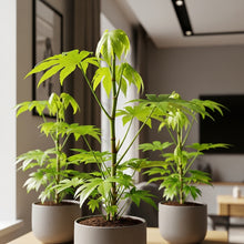 Paperplant Fatsia Japonica Seeds for Indoor Garden Planting