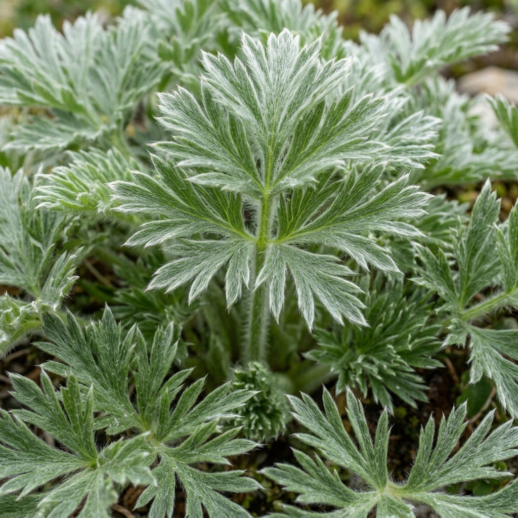 Pulsatilla Alpina Apiifolia Flower Seeds