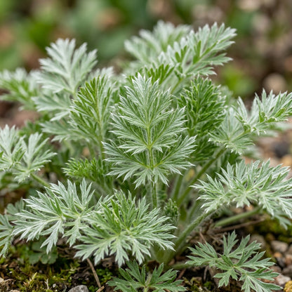 Pulsatilla Weisse Schwan Flower Seeds