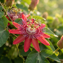 Passiflora Rosso Granadilla Flower Seeds for Planting
