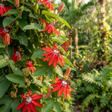 Passiflora Rosso Granadilla Flower Seeds for Planting
