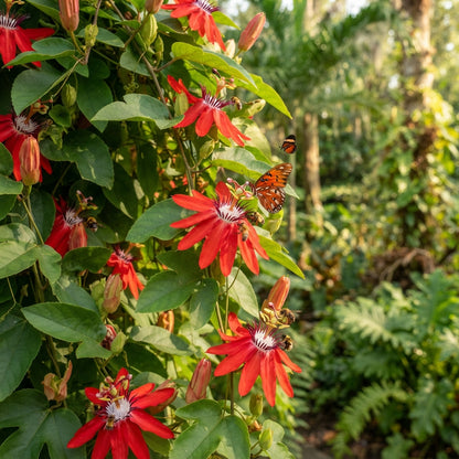 Passiflora Rosso Granadilla Flower Seeds for Planting