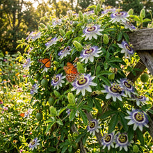 Passiflora incarnata (Maypop) Seeds for Planting