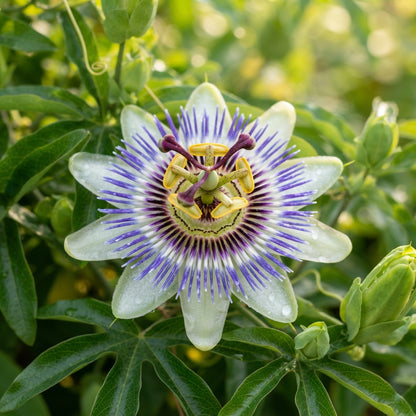 Passion Flower Vine Seeds for Planting