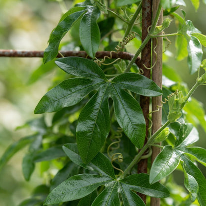 Passion Flower Vine Seeds for Planting