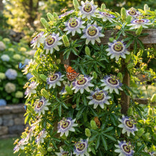 Passion Flower Vine Seeds for Planting