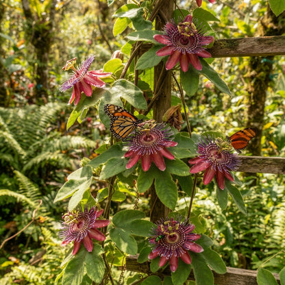 Passiflora coactilis Seeds for Planting