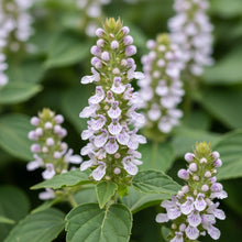 Patchouli Herb Seeds for Aromatic Garden Growing