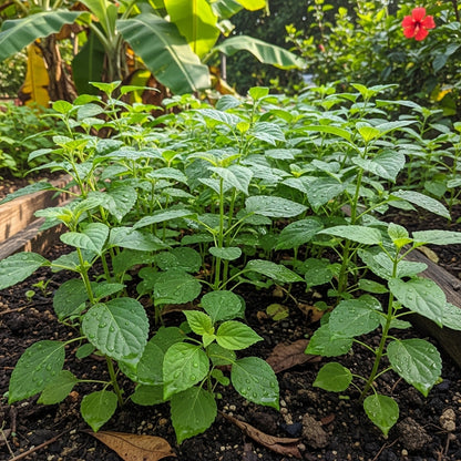 Patchouli Herb Seeds for Aromatic Garden Growing
