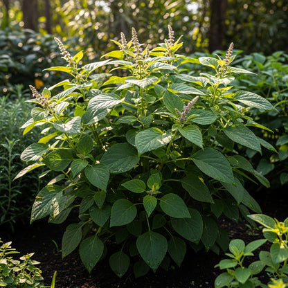 Patchouli Herb Seeds for Aromatic Garden Growing